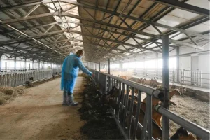 TERNAK KAMBING DAN DOMBA: VERSI BARU INVESTASI HIJAU