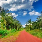 ASPEK HUKUM DAN REGULASI TATA KELOLA PERKEBUNAN DI INDONESIA