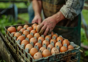 PANDUAN LENGKAP AYAM PETELUR BAGI PEMILIK BISNIS BARU