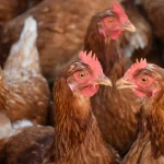TEKNIK AYAM PETELUR TERBAIK UNTUK HASIL PANEN BERKUALITAS