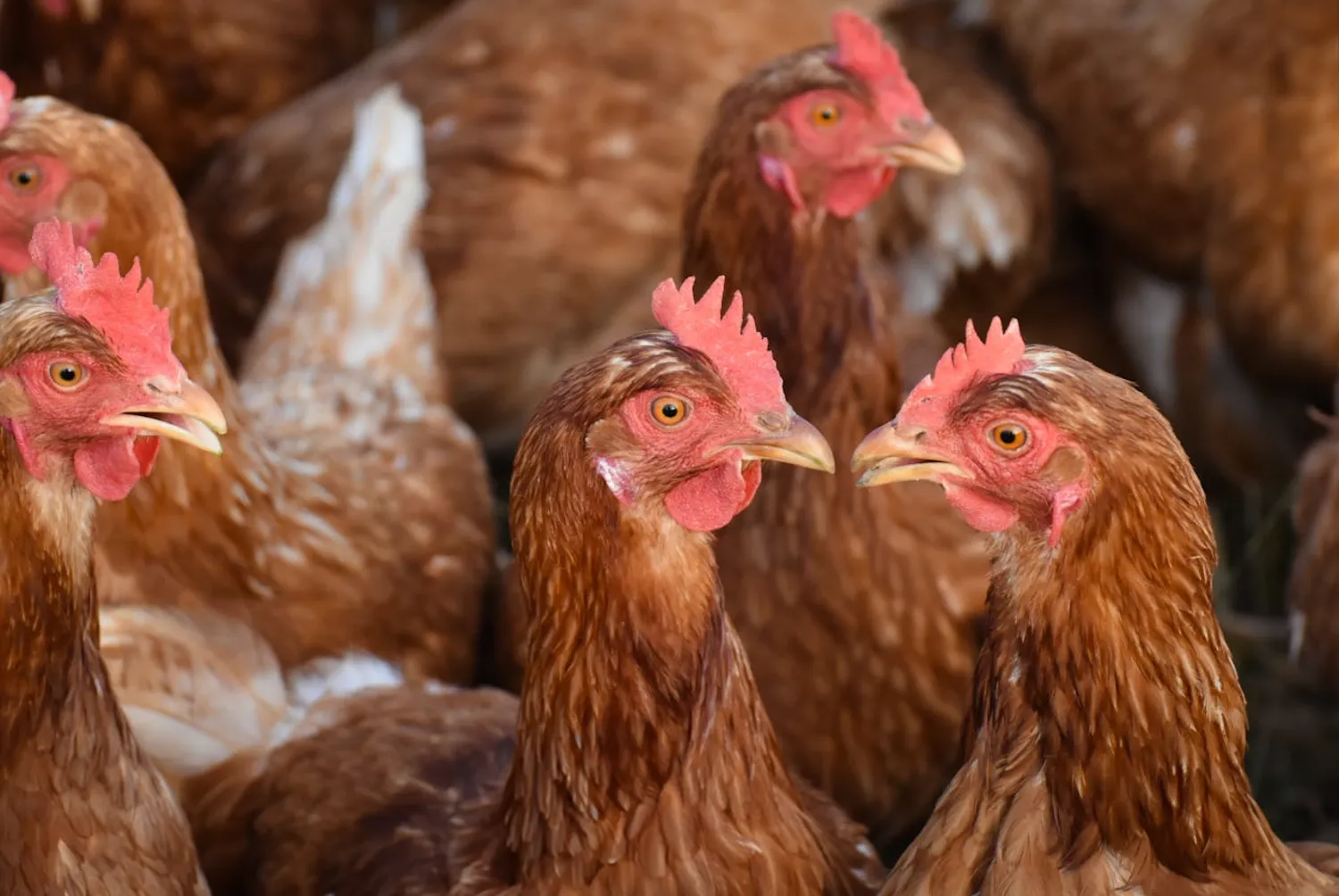 TEKNIK AYAM PETELUR TERBAIK UNTUK HASIL PANEN BERKUALITAS